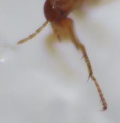 Ceratophyllidae