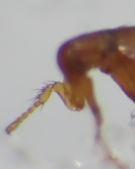 Ceratophyllidae