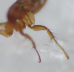 Ceratophyllidae