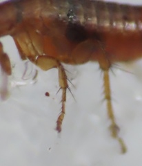 Ceratophyllidae