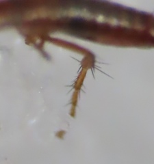 Ceratophyllidae