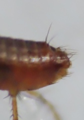 Ceratophyllidae