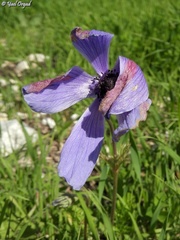 Anemone coronaria