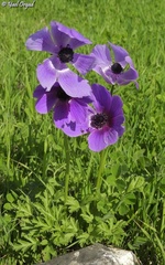 Anemone coronaria