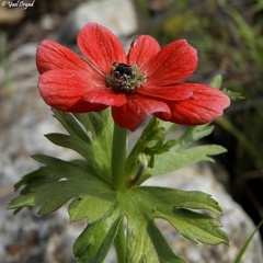 Anemone coronaria
