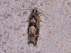 Pseudexentera hodsoni