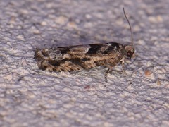 Pseudexentera hodsoni