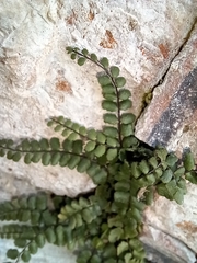 Asplenium trichomanes