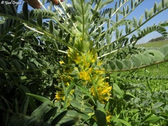 Astragalus macrocarpus