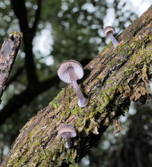 Mycena nargan