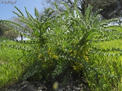 Astragalus macrocarpus