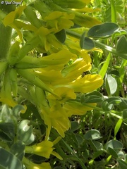 Astragalus macrocarpus