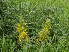 Astragalus macrocarpus