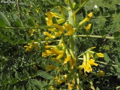 Astragalus macrocarpus