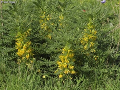 Astragalus macrocarpus