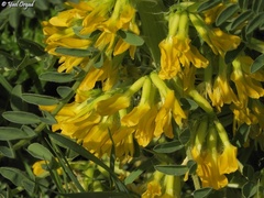 Astragalus macrocarpus
