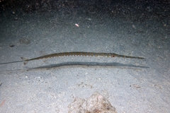 Fistularia tabacaria