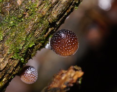 Mycena nargan