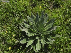 Echium glomeratum