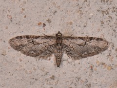 Eupithecia bolterii