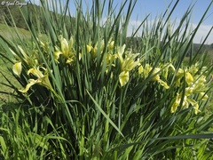Iris grant-duffii
