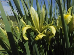Iris grant-duffii