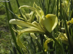 Iris grant-duffii