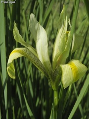 Iris grant-duffii