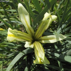 Iris grant-duffii