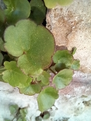 Cymbalaria