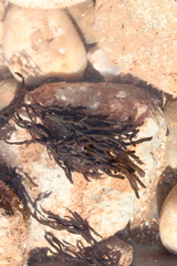 Cladostephus spongiosus