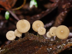 Roridomyces austrororidus