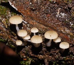 Roridomyces austrororidus