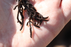 Cladostephus spongiosus