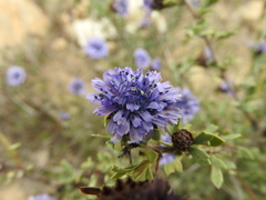 Globularia alypum