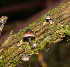 Mycena nargan