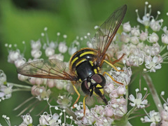 Chrysotoxum cautum