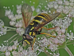 Chrysotoxum cautum