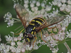 Chrysotoxum cautum