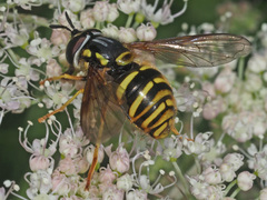 Chrysotoxum cautum