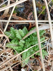 Pedicularis sylvatica