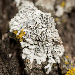 Physcia