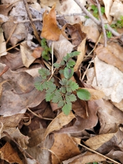 Erigenia bulbosa