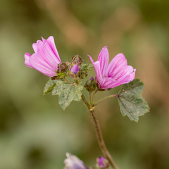 Malva sylvestris