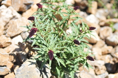 Lysimachia atropurpurea