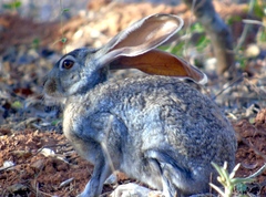 Lepus alleni