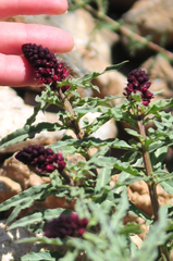 Lysimachia atropurpurea