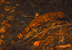 Heloderma horridum