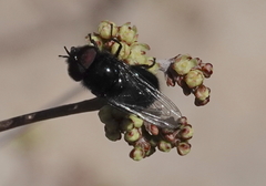 Copestylum comstocki
