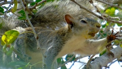 Sciurus colliaei